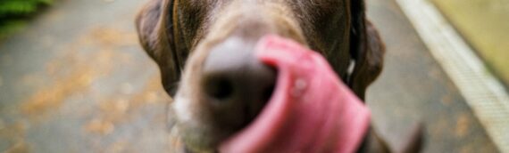 Att hantera separationsångest hos hundar – metoder som fungerar